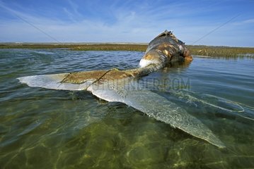 Baleine grise morte dans un lagon de reproduction Mexique