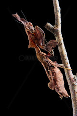 Ghost mantis (Phyllocrania paradoxa) on black background
