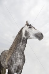Portrait of a Spanish race Stallion