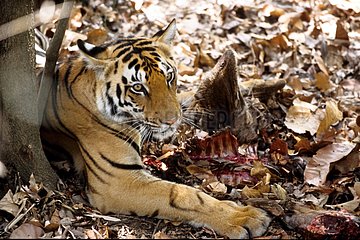 Junger bengalischer Tiger isst ein Samba Khana Indien