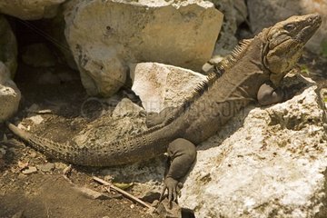 Lizard warming at the sun on a stone Mexico
