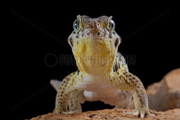Frog-eyed gecko (Teratoscincus roborowskii) on black background.