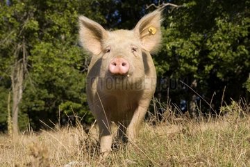 Pig in a meadow Bulgaria