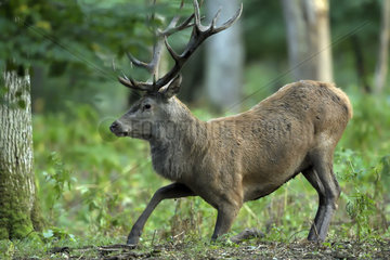 Red Deer (Cervus elaphus) male getting up during the rut  Boutissaint Forest  Burgundy  France