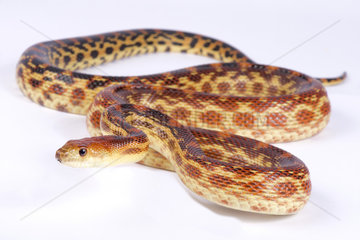 Cape gopher snake (Pituophis vertebralis) on white background