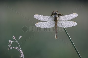 Dragonfly covered with dew in the early morning Doubs valley