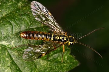 Sawfly posed on a leaf Belgium
