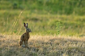 European hare careful in a lawn in Bourgogne France