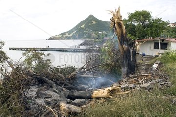Burned wood after a hurricane in Martinique Island