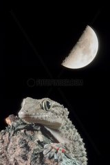 Krokodil Gecko unter dem Mondlicht Sardinien Italia