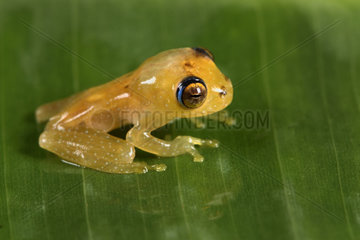 Ankafana Bright-eyed Frog (Boophis sp) juvenile  Andasibe  Perinet  Alaotra-Mangoro Region  Madagascar