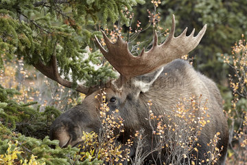 Alaskan Moose (Alces alces gigas) male  Denali National Park  Alaska  USA