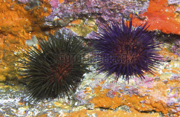 Purple sea urchins (Paracentrotus lividus) on the bottom  Tenerife  Canary Islands