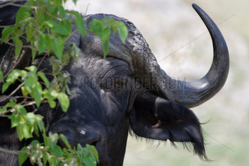 Portrait of African buffalo (Syncerus caffer)  Botswana