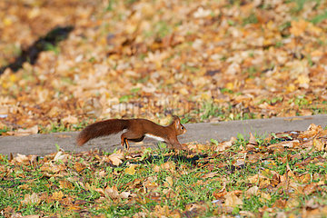 Eurasian red squirrel (Sciurus vulgaris) runing  Lorraine  France