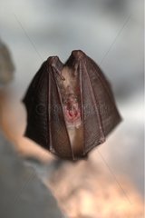 PortrÃ¤t eines grÃ¶ÃŸeren Hufeisen -Bat