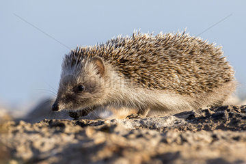 African Hedgehog (Atelerix algirus)  Ibiza  Spain