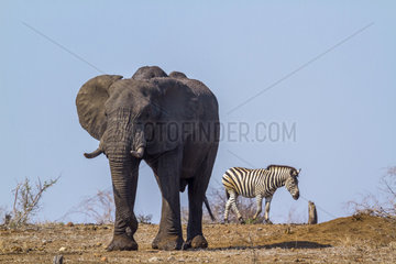 African bush elephant (Loxodonta africana) and Plains zebra (Equus quagga burchellii) in Kruger National park  South Africa