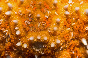 Common starfish (Asterias rubens) detail  Around the Island of Oleron  Atlantic Ocean  France