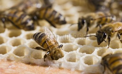 Bienen lÃ¼ften Alvoeles mit ihren FlÃ¼geln Frankreich