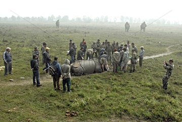 Rescue group around an Indian Rhinoceros poached Nepal