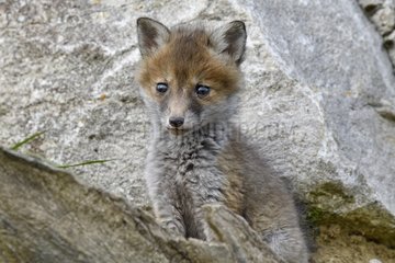 Red fox (Vulpes vulpes) young in the rocks  Doubs  Franche-Comte  France
