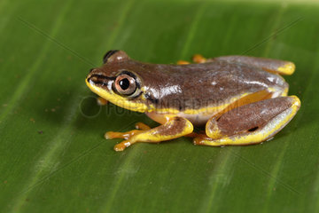 Spotted Madagascar Reed Frog (Heterixalus punctatus) with its nighttime colors  Andasibe  Perinet  Alaotra-Mangoro Region  Madagascar
