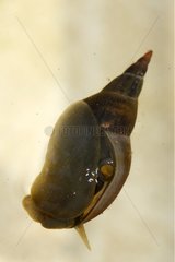 Freshwater snail Vaucluse France]