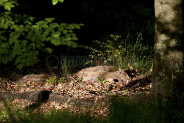 Wild boar (Sus scrofa) piglets at rest in undergrowth  Ardennes  Belgium