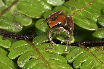 Madagascar frog (Guibemantis timidus) juvenile  Andasibe  Perinet  Alaotra-Mangoro Region  Madagascar