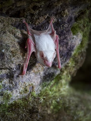 Greater doglike bat (Peropteryx macrotis)  albino speciemen  Amazonas  Brazil  June.