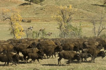Bison Roundup Custer State Park South Dakota USA