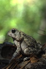Woodhouse's Toad observing Village Creek State Park