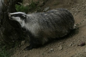 Eurasian badger smelling a trunk