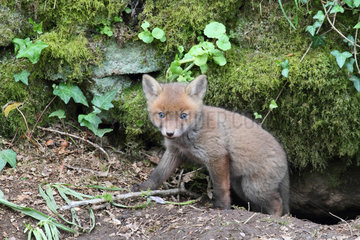 Red fox (Vulpes vulpes) young about 5 weeks old out of the burrow  Brittany  France