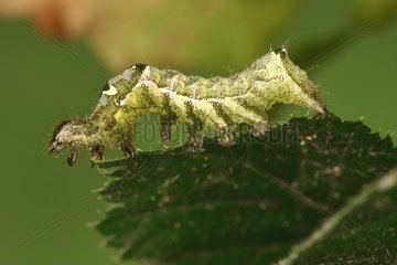 Caterpillar of Dark Spectacle on a leaf Belgium