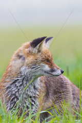 Red Fox (Vulpes vulpes) on a meadow in spring  Hesse  Germany