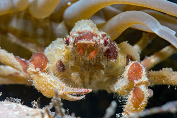 Spider crab (Inachus phalangium)  Around the Island of Oleron  Atlantic Ocean  France