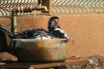 Muscovy duck (Cairina moschata) in a basin under a tap