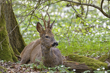 Roebuck (Capreolus capreolus)  male in spring forest  Doubs (25)  France