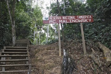 Stairs leading to the Amazon rainforest in Peru Tambopata