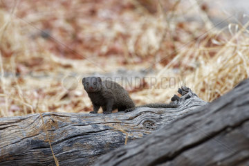 Dwarf mongoose (Helogale parvula)  Botswana