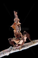 Ghost mantis (Phyllocrania paradoxa) on black background