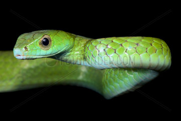 Smooth machete snake (Chironius scurrulus)