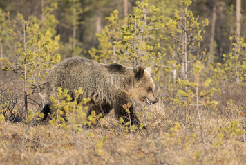 Brown bear (Ursus arctos) female in clearing  Finland