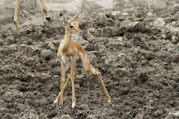 Young Impala (Aepyceros melampus) at waterhole in drought  Kruger  South Africa