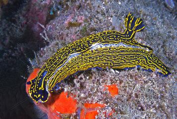 Nudibranch (Hypselodoris picta webbi). La Palma  Canary Islands.