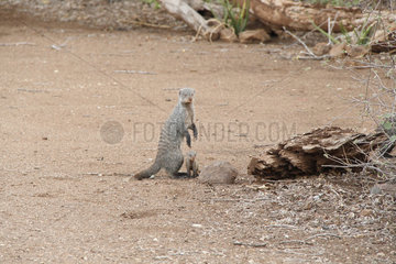 Banded mongoose (Mungos mungos) and young  Kruger NP  South Africa