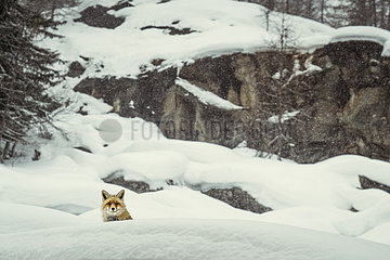 Red fox (Vulpes vulpes) in the snow  Valsavarenche  Aosta Valley  Alps  Italy
