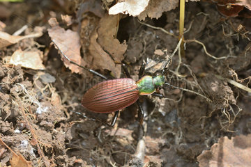 Chilean Magnificent Beetle (Ceroglossus chilensis gloriosus)  Protected Carabidae beetle in Chile  Tres Saltos de Huepil  Pucon  IX Region of Araucania  Chile
